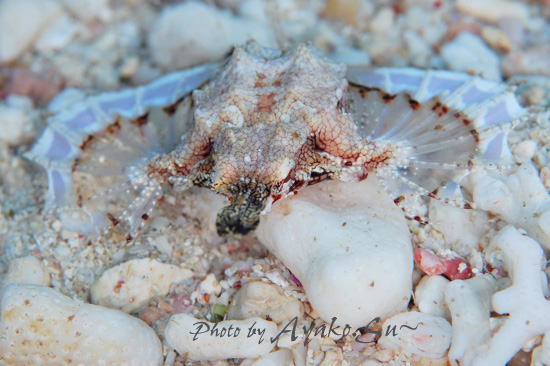 ���q�l�ʐ^�R�Q